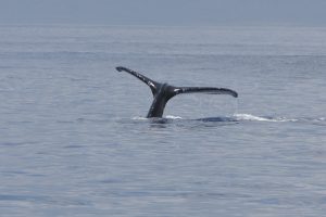 "Humpback Whale" by mrmoorey is licensed under CC BY-ND