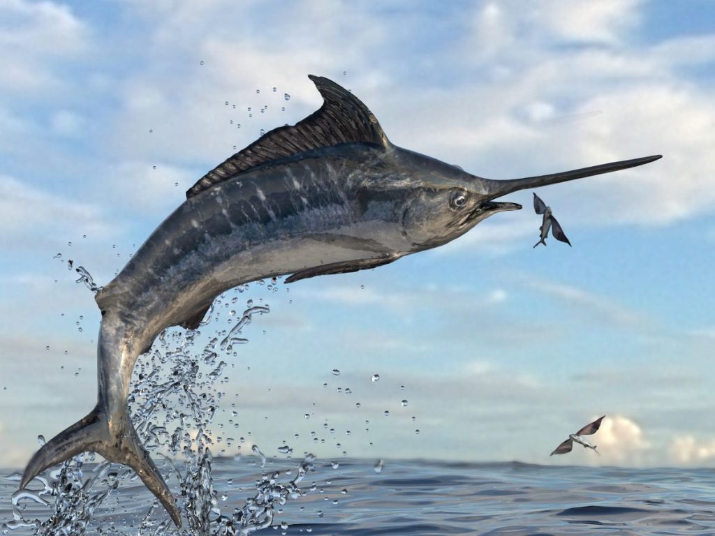 catching a marlin in hawaii deep sea fishing